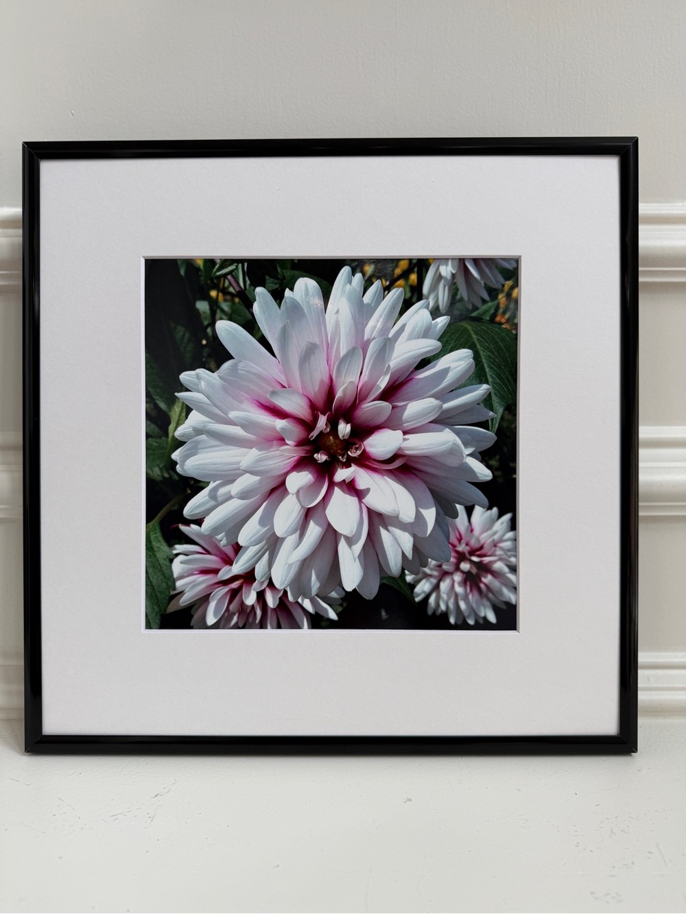 Modern Framed White & Pink Dahlia Artwork  Floral Print 12x12